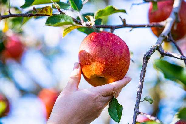 istock Ripe apple in orchard 1199379051