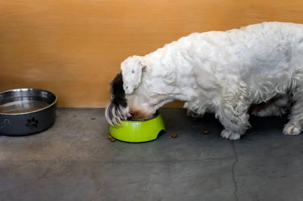 A dog eating petfood from a bowl placed on the floor, indoor shot