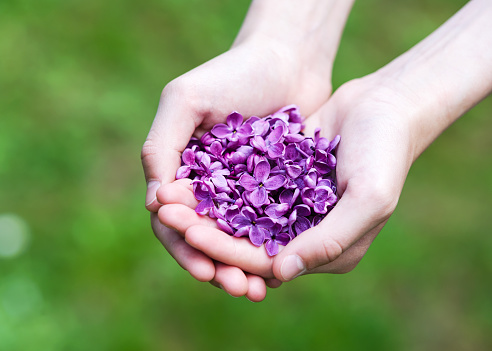 Beautiful purple lilac petals in the hands of the girl. Giving Spring flowers. Selective focus.