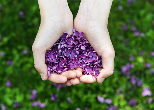 Young girl hands holding beautiful purple lilac petals in the garden on spring day. Top view. Selective focus.