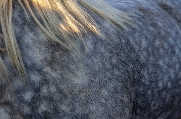 Nice texture of roan grey horse with white mane.