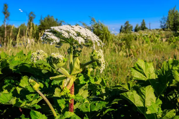 Sosnowsky's hogweed (Heracleum sosnowskyi) is a dangerous herbaceous flowering plant. All parts of plant contain the intense toxic allergen furanocoumarin
