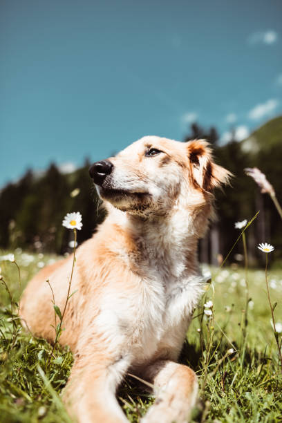 istock golden retriever portrait on the meadow 1199384169