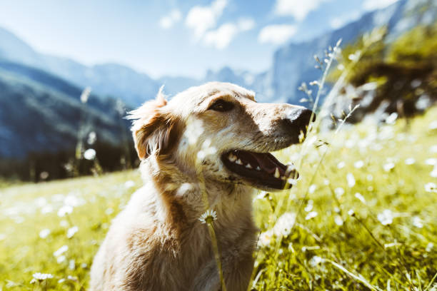 istock golden retriever portrait on the meadow 1199384580