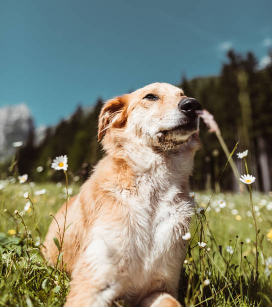 istock golden retriever portrait on the meadow 1199384817