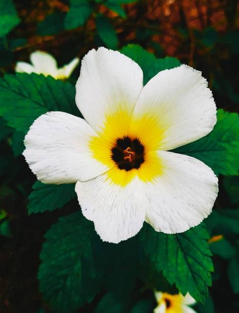 Close-up view of a white flower standing gracefully surrounded by lush greenery, signifying peace and harmony, ideal for natural or gardening-themed visual content.