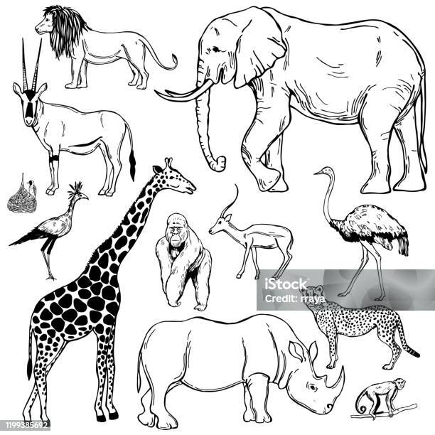 Vetores de Animais Africanos Ilustração Do Esboço Do Vetor e mais imagens de Animal - Animal, Girafa, Elefante