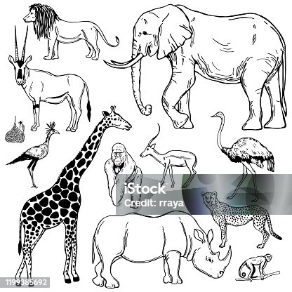 istock African animals. Vector sketch illustration. 1199385692
