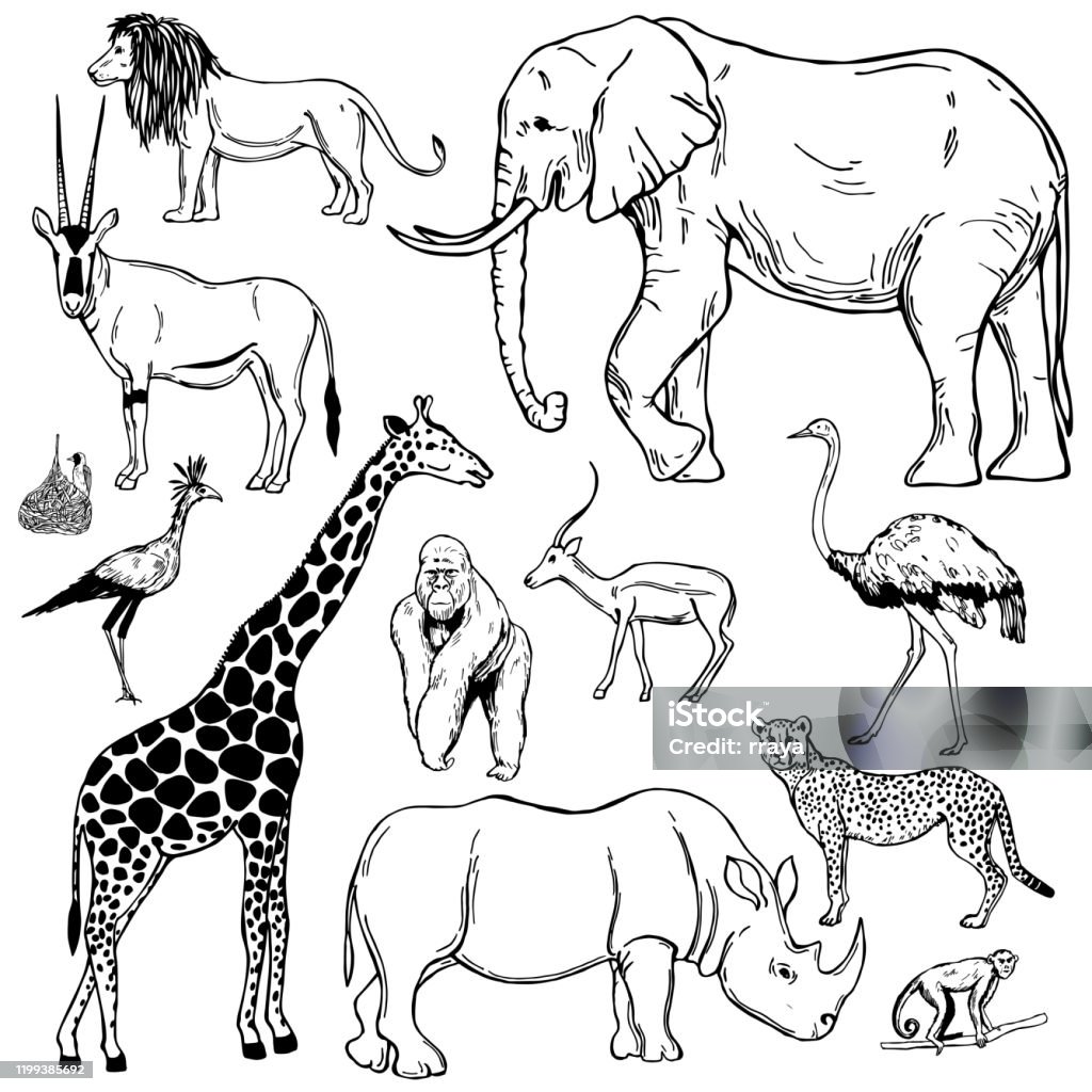 African Animals Vector Sketch Illustration Stock Illustration - Download  Image Now - Animal, Giraffe, Outline - Istock