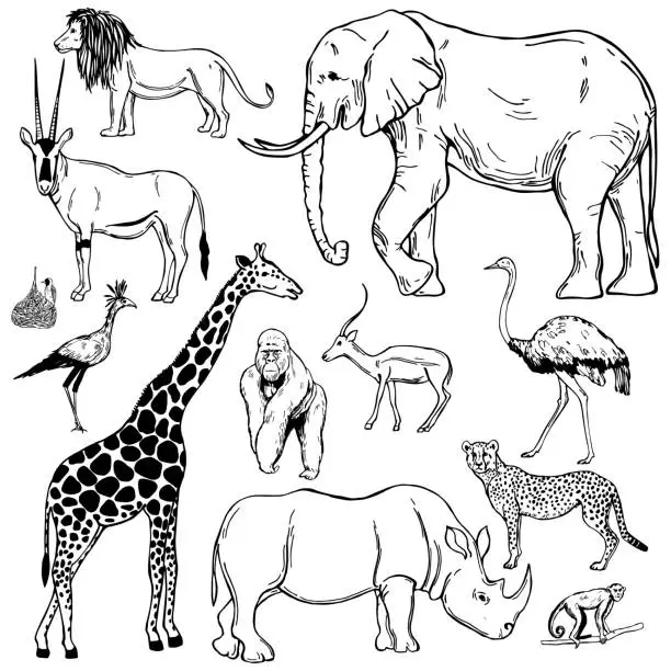 Vector illustration of African animals. Vector sketch illustration.