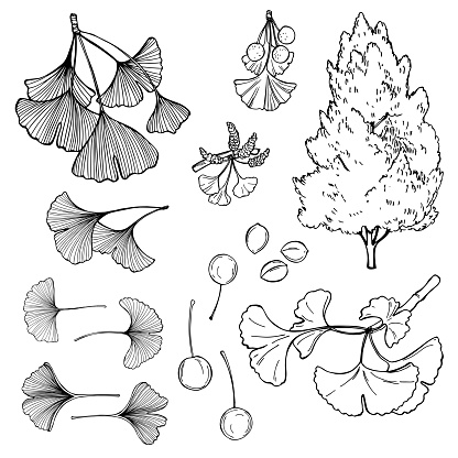 Hand drawn ginkgo  tree. Leaves and fruits.  Vector sketch  illustration.