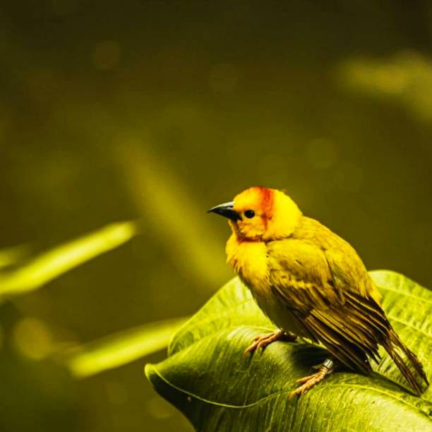 Small yellow bird. stock photo