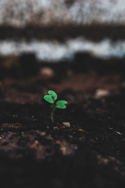 istock Plant sprouting from soil in garden. 1199386535