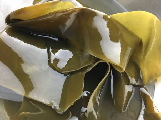 Close Up Laminaria Seaweed Soaking in Water stock photo