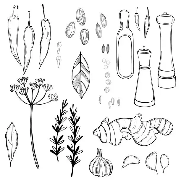 Vector illustration of Spice set. Vector sketch  illustration.