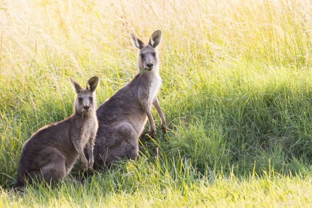 Eastern grey kangaroos eating grass in the wild. Mother and joey portrait backlit at sunset. eastern gray kangaroo stock pictures, royalty-free photos & images