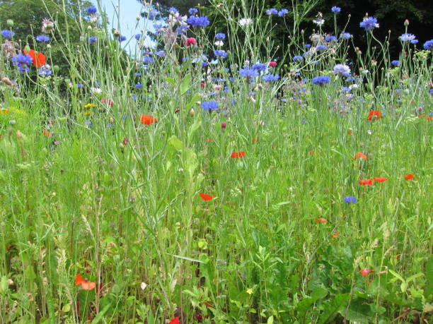 istock Field of flowers 1199388987