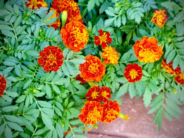 istock Orange Calendula or Marigold Flowers in Garden 1199389924