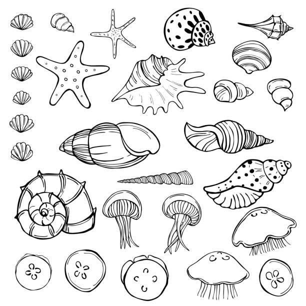 ilustraciones, imágenes clip art, dibujos animados e iconos de stock de medusas y conchas marinas. ilustración vectorial. - concha