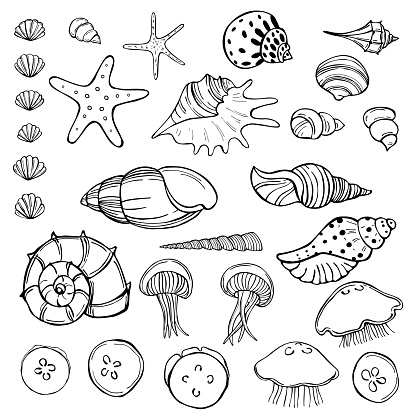 Hand drawn jellyfish and seashells. Vector sketch  illustration.