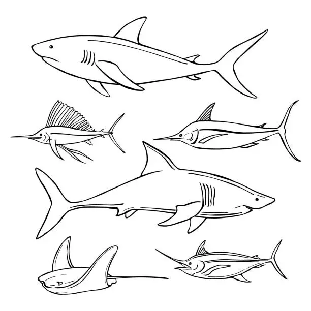 Vector illustration of Hand drawn sea fish. Sharks.