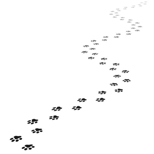 иллюстрация вектора печати лапы - animal track stock illustrations