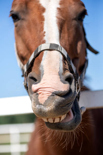 istock Happy horse smile. Close up 1199391483