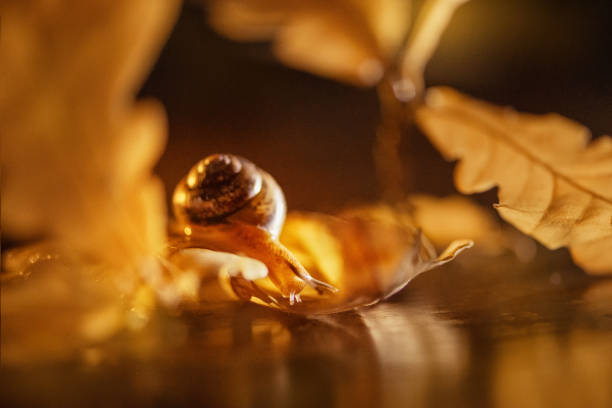 snail looks at its reflection in the water