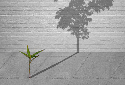 Little green plant growing through crack of pavement with sunlight and long shadow of fully grown tree on surface of brick wall background, create idea of Life is a struggle and hopeful concept