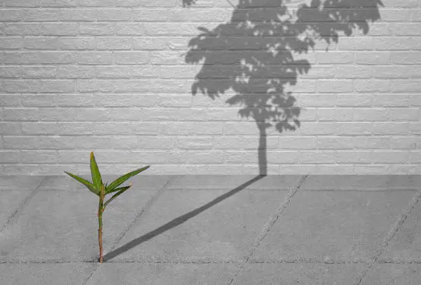 Photo of green sapling growing on pavement with shadow of full grown tree, hope concept