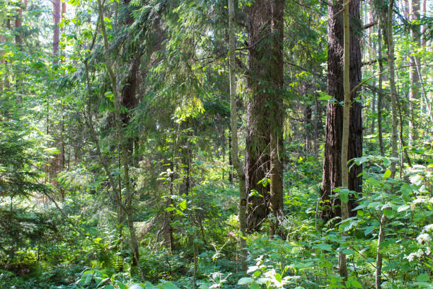 istock landscape picturesque forest in summer 1199393118