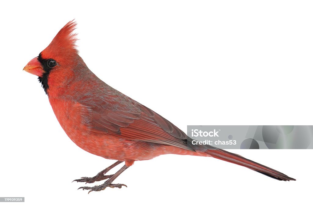 Northern Cardinal, Cardinalis, Isolated  Cardinal - Bird Stock Photo