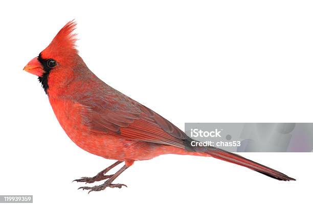 Northern Cardinal Cardinalis Puste - zdjęcia stockowe i więcej obrazów Kardynał - Ptak - Kardynał - Ptak, Neutralne tło, Białe tło