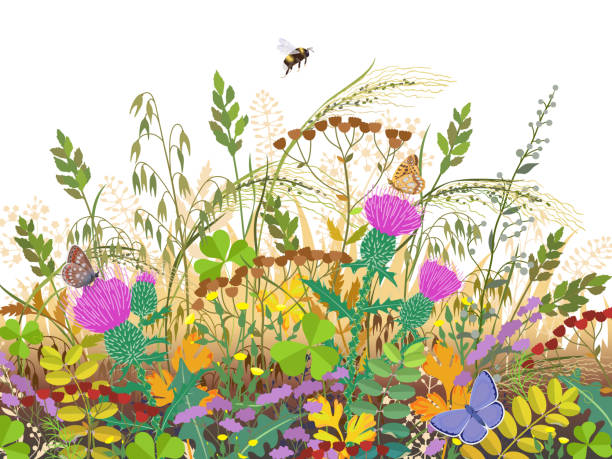 jesienne rośliny łąkowe i owady - bee flower meadow flying stock illustrations