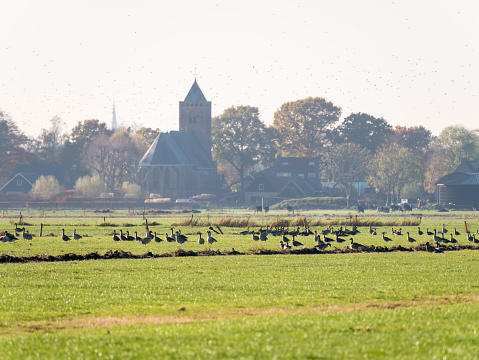 Group of greylag and white-fronted geese resting and feeding in meadow of polder Eempolder and church tower of Eemnes, Netherlands