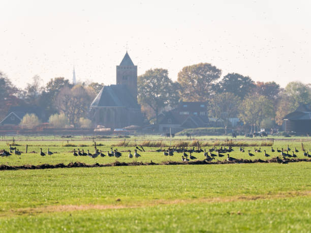 Greylag and white-fronted geese resting in meadow of polder Eempolder and church tower of Eemnes, Netherlands Group of greylag and white-fronted geese resting and feeding in meadow of polder Eempolder and church tower of Eemnes, Netherlands greylag goose stock pictures, royalty-free photos & images