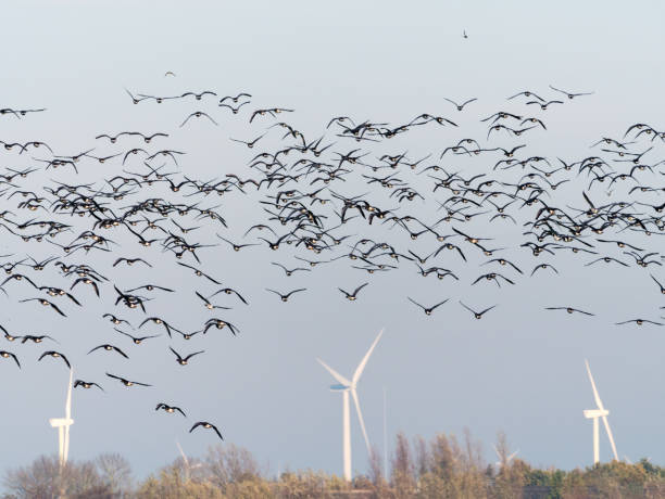 istock Group of white-fronted geese, Anser albifrons, flying in polder Eempolder, bird migration in Netherlands 1199402885