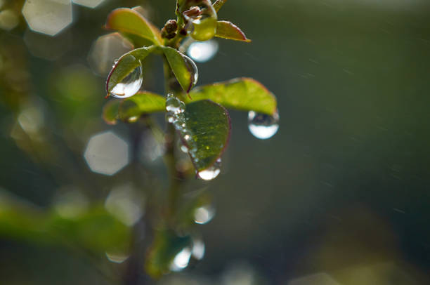 Beautiful Soft pink roses with with leaves under light rain. With drops of dew, on ligth background with leaves. Place for text.