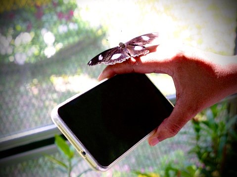 Female Holding Mobile Smart Phone to Take A Photo Blue Moon Butterfly Perches on Hand.