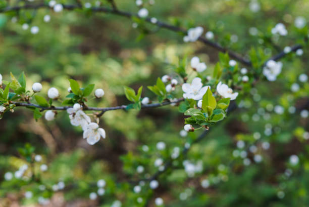 春の緑を背景に、白雪姫の桜の花と一緒に花芽を膨らませます。 - arden ストックフォトと画像