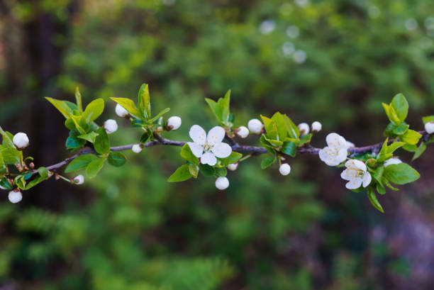 春の緑を背景に、白雪姫の桜の花と一緒に花芽を膨らませます。 - arden ストックフォトと画像