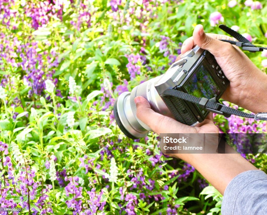 Woman Taking A Picture with A Digital Camera Hands Holding A Digital Camera to Take A Photograph in A Flower Garden. Adult Stock Photo
