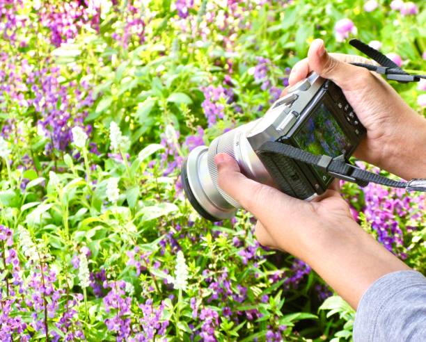 Woman Taking A Picture with A Digital Camera Hands Holding A Digital Camera to Take A Photograph in A Flower Garden. angelonia photos stock pictures, royalty-free photos & images