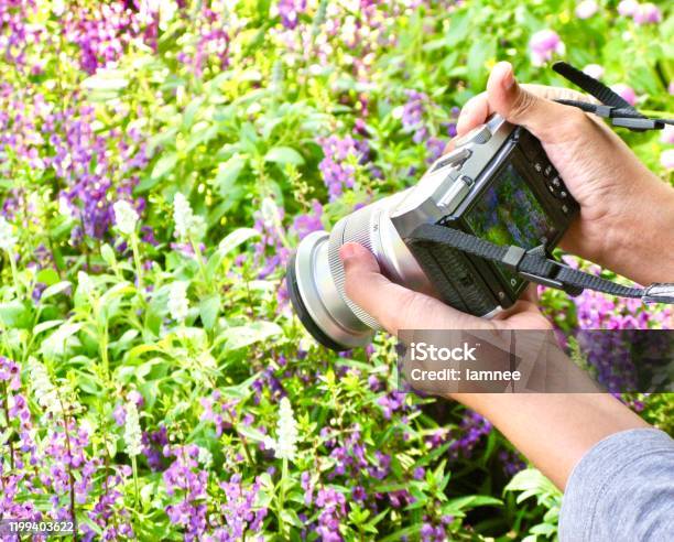 Woman Taking A Picture With A Digital Camera Stock Photo - Download Image Now - Adult, Angelonia, Blossom