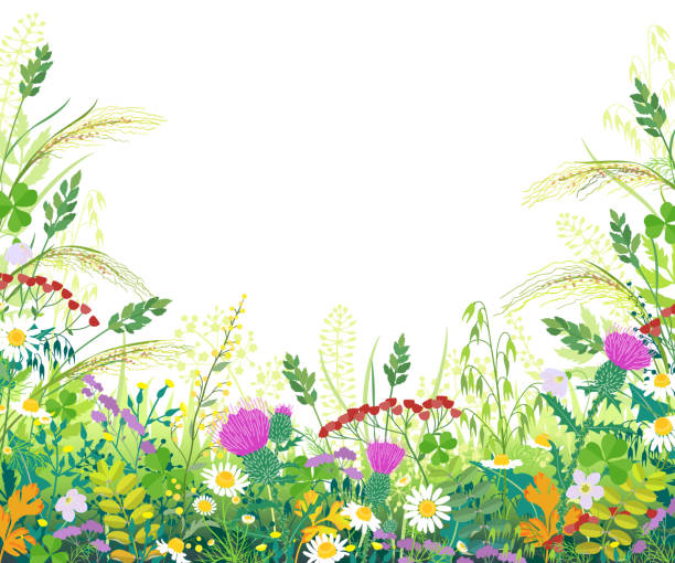 Colorful Frame  with Summer Meadow Plants Horizontal border with summer meadow plants. Green grass, colorful flowers, wild cereals ears on white background with space for text. Floral natural summertime background vector flat illustration. val stock illustrations
