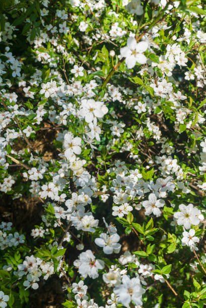 春の緑を背景に白い花をまいた桜の枝。 - arden ストックフォトと画像
