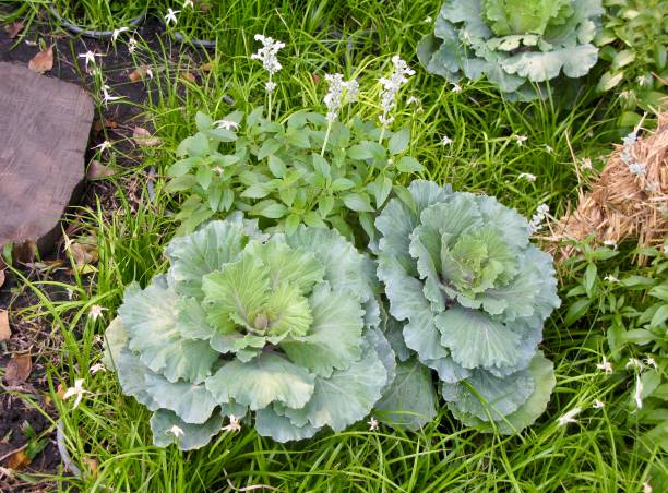istock Fresh Collard Green Cabbage in Vegetable Garden 1199404271