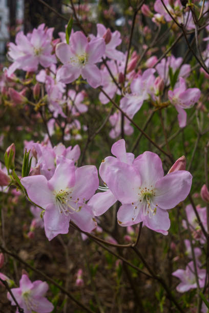 istock The first spring flowers of pink azalea . Early spring. 1199404912