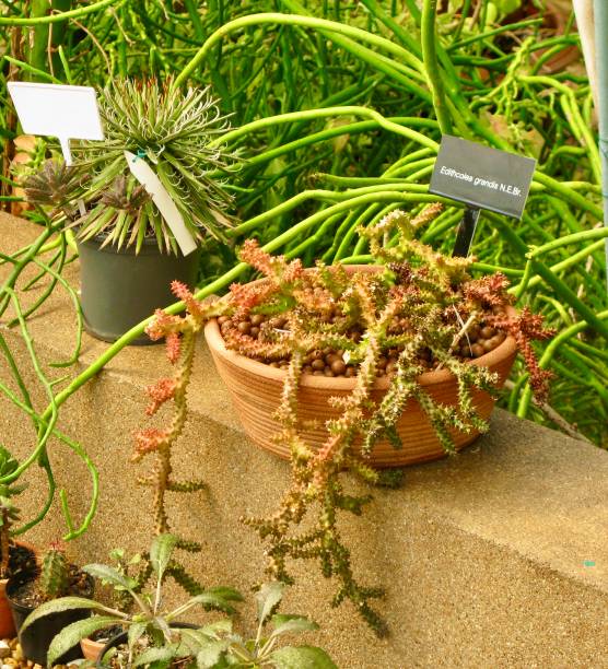istock Close Up of Edithcolea Grandis Cactus Plants 1199405960
