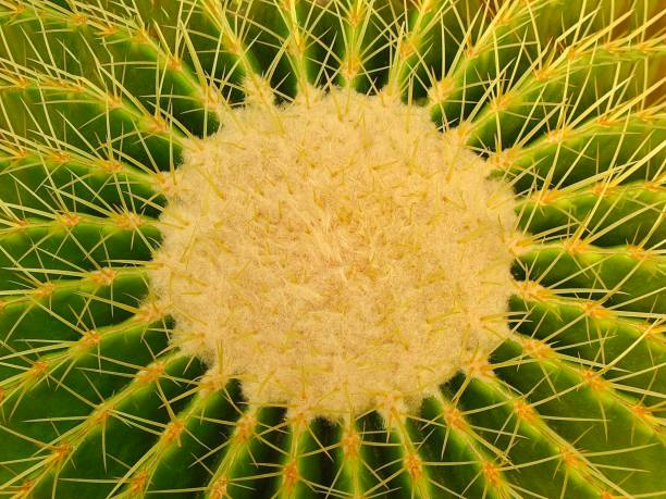 Top View Closeup of Beautiful Echinocactus Grusonii, Golden Barrel Cactus, Golden Ball or Mother In Law's Cushion Plant for Garden Decoration.